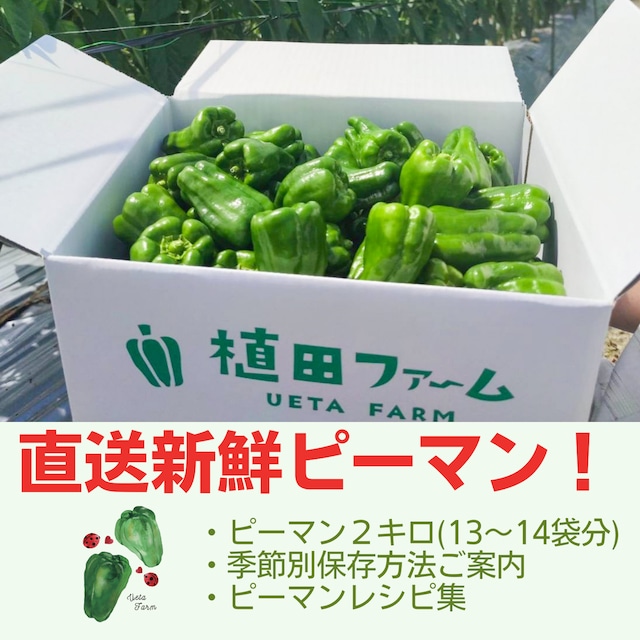 【2キロ箱でうんまいピーマン】農薬利用率70%減のてんとう虫ピーマンの商品写真1